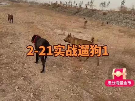 #西北实战 2-21实战遛狗1