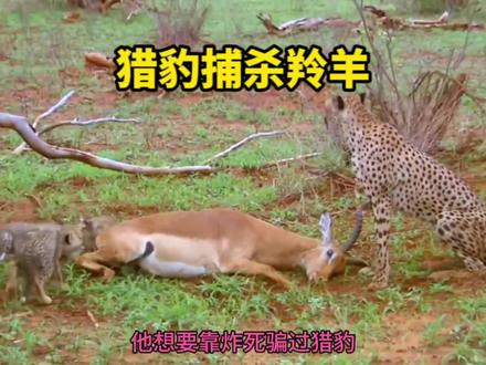 羚羊想用炸死骗过猎豹,不料还是没能逃脱猎豹的捕杀#动物世界 #神奇动物在抖音 #猎豹 #羚羊