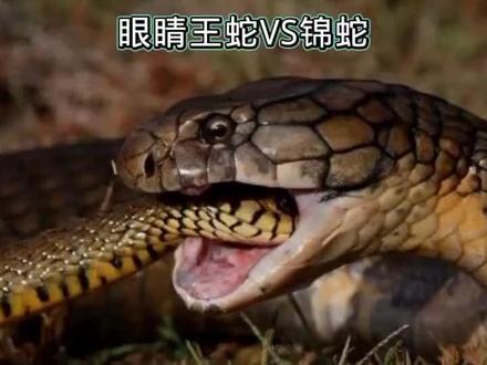 #眼镜王蛇 #滑鼠蛇 #锦蛇 眼镜王蛇捕食滑鼠蛇