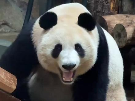 香果妹妹得了肠扭转 姨姨叔叔们给小胖妞加油吧#大熊猫