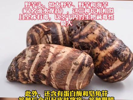 连续有人因此中毒!这种“芋头”全身是毒!别吃...#注意#健康