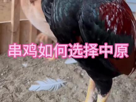 串鸡怎么选择中原#正能量 #中原斗鸡文化 #非物质文化遗产