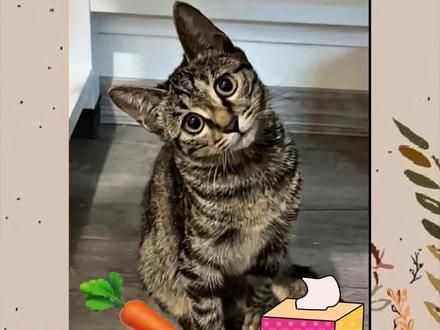 萝卜纸巾,真棒,大笨猫又在蒙答案了!#记录猫咪日常 #萝卜纸巾猫咪模仿挑战 #萌宠 #猫咪 #剪映