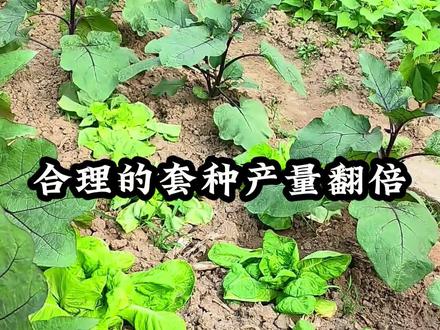 茄子就要套种生菜,减少病虫害#AI #种植小技巧