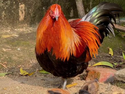 阉鸡带小鸡对比母鸡带小鸡都有哪些好处