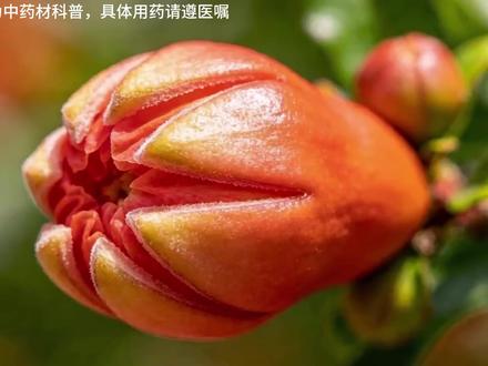 听故事学中药,今天讲【石榴花】的故事 #植物科普 #涨知识 #古人智慧 #石榴花