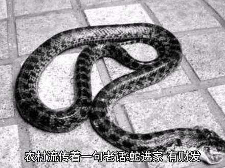 在农村,蛇为什么喜欢进入人们的院子里?蛇进院子怎么办?