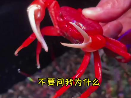 养勾手蟹乐趣还挺多,评论区点赞最高送惊喜,快乐一起分享 #螃蟹 #萌宠出道计划 #养鱼日记