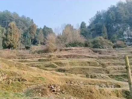 贵州正月十四过大年#风俗习惯#地方文化#习俗#贵州#遵义