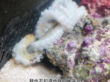 章鱼这个东西真的太脆弱了……不好养,适应能力差,对水质要求不低还动不动就越狱,寿命还短……可惜我就喜欢这玩意