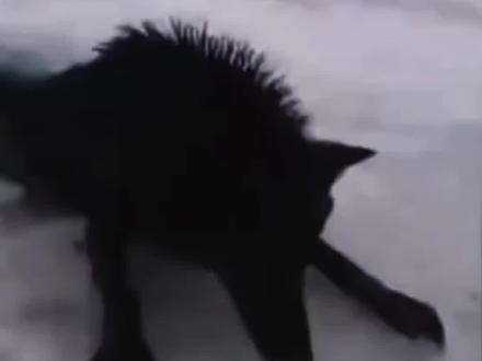 营救黑狼
#黑狼#万物有灵#人与动物和谐共处