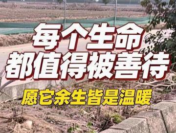 在路边水沟救起这只小狗,喂食时想,每个生命都值得被善待,愿它余生皆是温暖。
#救助流浪狗 #狗狗 #人与动物和谐共处 #真实生活分享计划