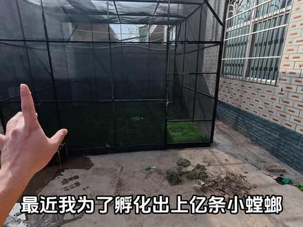 今天螳螂小森林盖好了,今天给小螳螂们安排了许多天敌 #萌宠 #螳螂