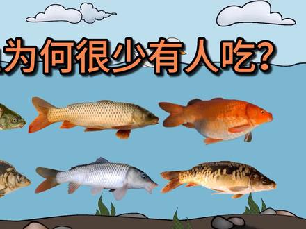 营养丰富的鲤鱼,为何很少有人吃?有5个原因 #鲤鱼 #食用鱼 #钓鱼知识