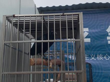 居然会说几句英语#渡鸦说话#乌鸦说话#红嘴山鸦#会说话的鸟 #神奇动物在抖音