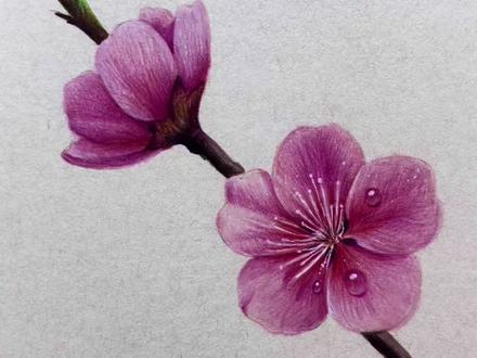 万物复苏,生机勃勃,侧面桃花🌸的画法 #画画练习打卡 #彩铅 #桃花