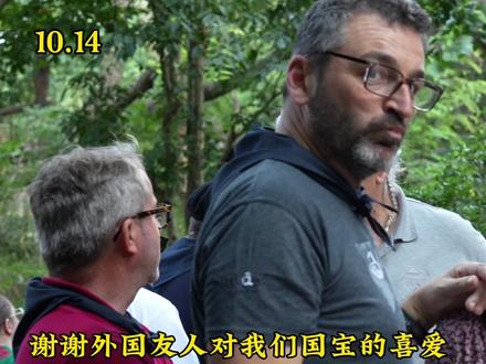 10.14一号别墅...一群法国友人特意来看圆梦,圆梦给力,糕糕也给远方的朋友一个特别的送别礼#大熊猫圆梦 #熊猫基地看熊猫