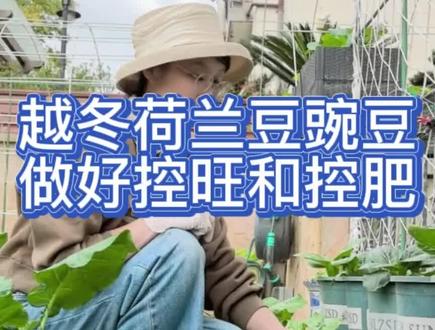 越冬荷兰豆豌豆注意两控。
一是控旺。冬季种的荷兰豆要通过掐尖来控旺,枝干过长,霜冻很容易冻伤,所以可以掐尖打顶 ,既能控旺,又能促分枝多结荚。一般在主蔓长到20厘米左右,有6片左右真叶时掐尖,去掉顶端生长点,促使下部侧蔓萌发;侧枝长到15厘米左右时,可对旺长侧蔓再轻掐尖,但不要持续掐尖,1-2次就够,避免过度掐尖导致枝叶过弱、减产。
二是控肥。霜冻前通过控肥控制长势,豆科植物根部会与根瘤菌共生形成根瘤,根瘤菌能将空气中的氮气转化为植物可吸收的含氮养分具有固氮作用,减少对外部氮肥的依赖,但苗期还是要施一次肥,因为苗期根瘤未形成或固氮能力弱,缺肥会导致苗弱、抗寒差,只需轻追少量氮肥(如自制饼肥鱼蛋白海藻精等),霜冻后再第二次追肥,如果是套种混种的,那就不需要单独追肥。
豆科植物的根瘤与根结线虫形成的根瘤怎么区分。从形态特征、质地等区分:
一是豆科植物根瘤形状较规则,多为圆形或椭圆形,大小均匀,一般如黄豆粒大小。根结线虫形成的根瘤形状不规则,呈纺锤形、念珠状或不规则团块状,表面粗糙。
二是有无须根:豆科植物根瘤表面光滑,不生须根。根结线虫形成的根瘤上常长出许多不定须根,形成乱发状须根团。
三是质地:豆科植物根瘤手捏坚实,破碎后多呈紫红色或淡红色,含黏液。根结线虫形成的根瘤手捏松软,多呈白色,无黏液。