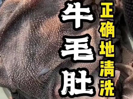 正宗原色全生无水发屠宰场直发新鲜整块冰鲜牛毛肚牛百叶火锅食材商用批发冒菜串串牛杂
#鲜毛肚 #鲜百叶
#新鲜 #屠宰场毛肚 #屠宰场牛百叶