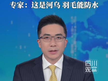 近日,有网友在四川四姑娘山拍到“潜水鸟”。12月4日,四川观察采访动物专家:这并非普通水鸟,而是名叫“河乌”的潜水高手,民间也称“水乌鸦”。