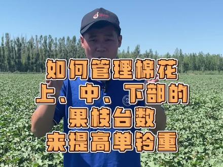 棉花打完顶后,如何管理上、中、下部果枝台数来提高单铃重从而增加产量?#棉花种植技术 #三农 #种植小技巧 #来抖音学农技 #棉花种植专家讲座 @抖音小助手