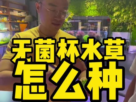 无菌杯的水草怎么种!#水族 #水草缸 #新手养鱼
