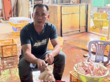 教大家如何给鸽子脱毛#我的乡村生活 #新农人计划 #抖音新农人 #三农 @DOU+小助手 @抖音小助手 #钟荣的淑春