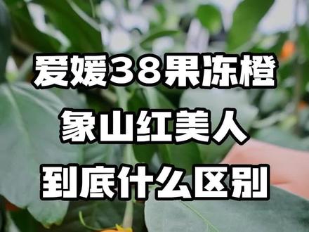 象山红美人与爱媛38果冻橙的口感差异在哪里?也可以说出你的看法哦#红美人好种吗 #红美人是什么 #象山红美人