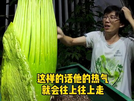 “尸香魔芋”:奇花来袭!