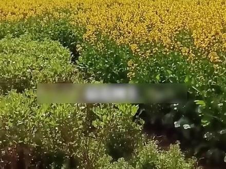 油菜飞防与蜂农之殇:治理失度 共生缺位