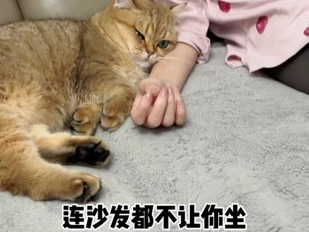 小猫咪也会越安慰越悲伤?黄咯噔是麻麻上辈子的小男人吧 #妈宝喵 #小猫咪也会emo