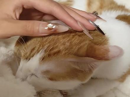 没有猫能拒绝得劲魔法#得劲魔法 #踩奶 #猫咪