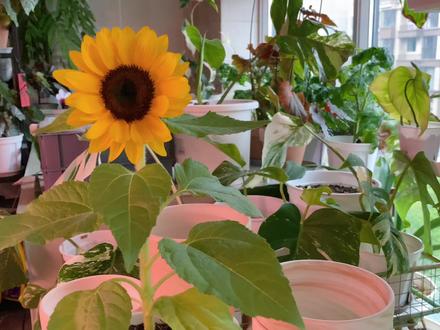 矮生向日葵开花啦~花型标准、株型紧凑 #阳台花园 #一花一草一世界 #爱生活爱养花 #养花修心 #生活vlog #养花 #阳台种植 #花与生活 #植物 #花