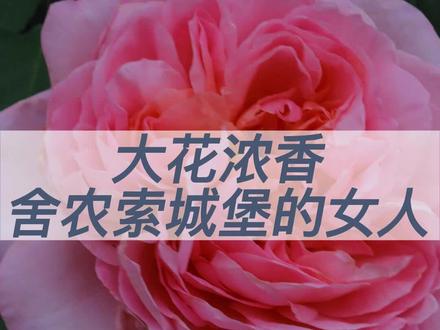 两广地区的花友们!大花浓香来了,舍农索城堡的女人推荐给你们。#大花浓香型月季 #舍农索城堡的女人 #粉色月季#爱生活爱养花 #最美月季花 #花卉基地 #园艺生活 #好看的花一定要分享给你