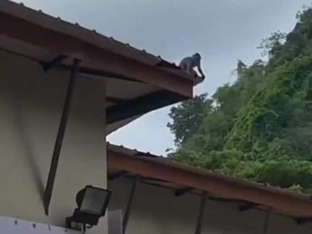 #猴子成精 猴哥屋顶蹦迪😂😂😂#晨跑打卡 #美好生活从跑步开始