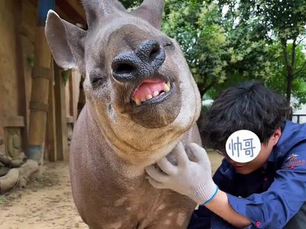 分享18种动物的叫声,你都听过哪几种呀?#动物叫声#动物科普#神奇动物在抖音