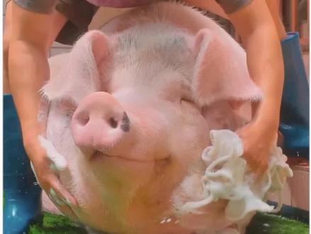 科普11种猪,哪些都能吃呢?
#科普 #科普知识