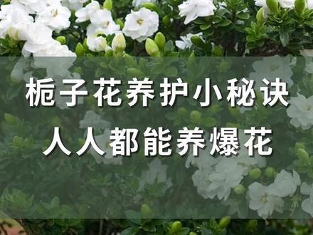 栀子花养护小秘诀,人人都能养爆花#养花小知识 #栀子花 #海蒂的花园 #天生乐活派 @抖音小助手
