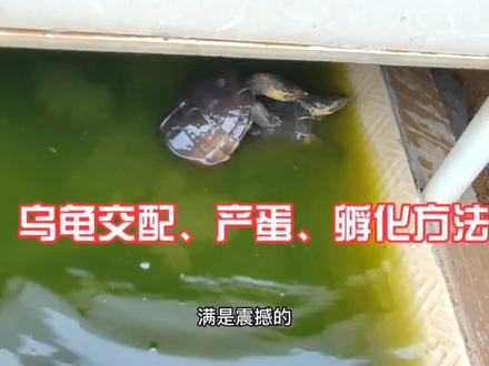 楼顶菜园养龟种菜:分享乌龟交配、产蛋、孵化方法,种养结合#乌龟🐢 #种养结合立体循环农业
