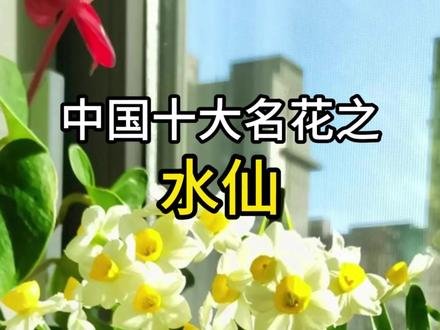 中国十大名花之水仙花 #花卉绿植 #传统文化 #植物科普 #科普 #十大名花