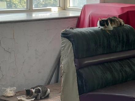 #流浪猫 #小猫咪 #投喂流浪猫 这只小猫咪真的是从奶猫看着它长大的 每次来上班 猫妈妈都一直蹭我脚 喵喵喵的要吃的 之前夏天网上给它买了三文鱼 出差去了 公司停电 然后长蛆了 冰柜也整坏了 我们放假了 你们怎么办哦 吃屁哦