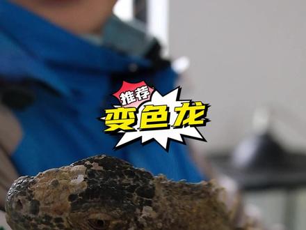 女孩子怎么就不能喜欢变色龙宝宝啦!偷偷告诉你们,只要你轻轻抚摸他的头,他就闭眼睛了!#神奇动物在抖音 #变色龙 #爬宠日常 #动物饲养员