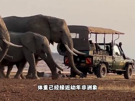 传奇耐油王,良子 #良子 #良子手势舞