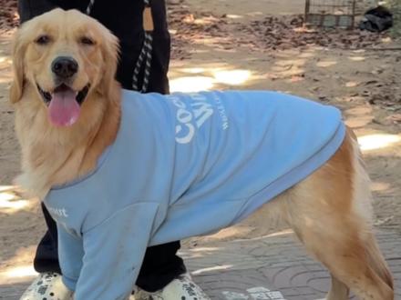 你家的毛孩子扑人么?爆冲么?你是如何纠正的?#大型犬 #狗狗故事 #狗狗 #金毛 #领养代替购买