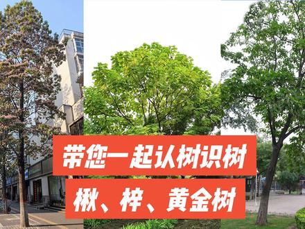 如何区分梓属的三种乔木——楸树、梓树、黄金树?#植物科普 #楸树 #梓树 #黄金树