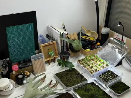 鹿角蕨从播孢到上板全流程分享#鹿角蕨 #植物