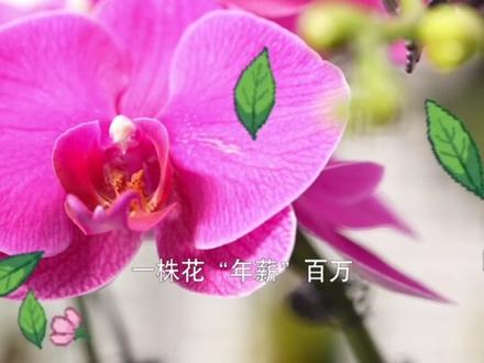 身价百万的蝴蝶兰,到底长啥样?