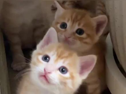 选猫大法,轻松学会如何选猫了解猫的性格 #猫咪 #养猫人 #养猫经验分享 #养猫经验分享 #猫猫