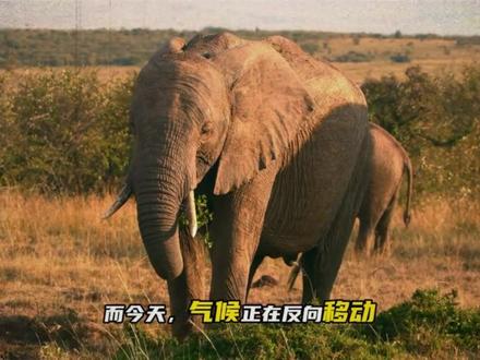 南方的大蟑螂今年夏天正式登陆北方! #科普 #蟑螂 #神奇动物在抖音 #知识 #涨知识