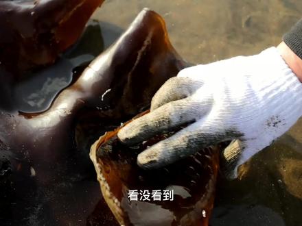 纹铭赶海:发现这种海带千万不要食用,后果很严重,幸亏还有蛏子,海虹,月亮贝#赶海 #新农人计划2021